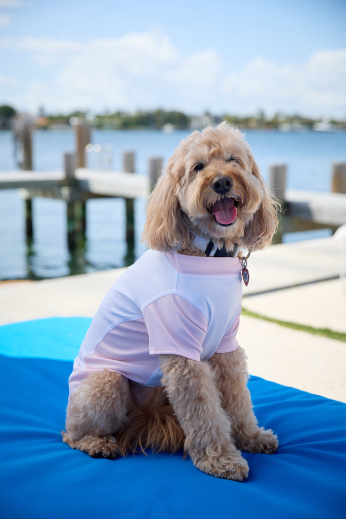 Dog wearing a white and pink shirt sitting on a blue mat by a waterfront