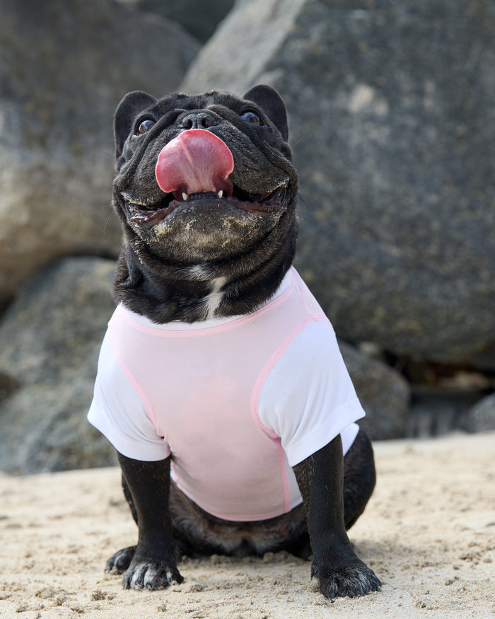 Black dog wearing a pink shirt on a rocky beach