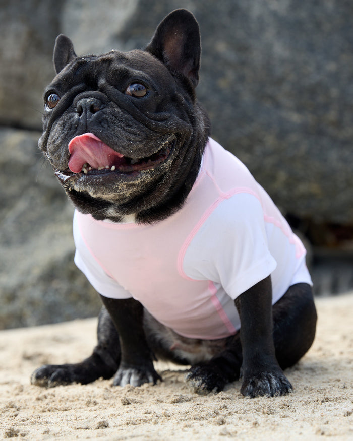 Black dog wearing a pink shirt on a rocky surface