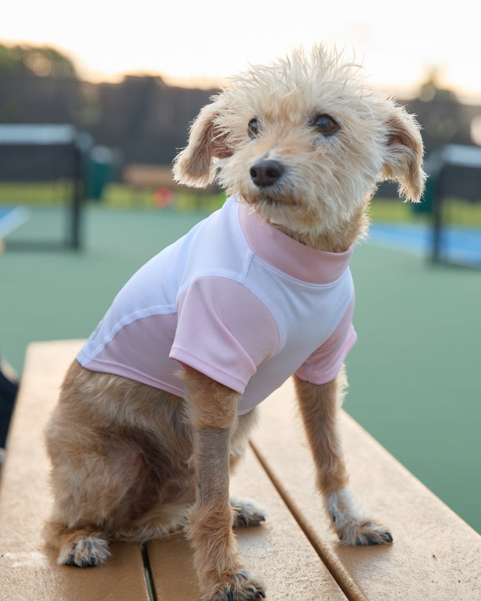 A dog wearing a pink shirt on a bench