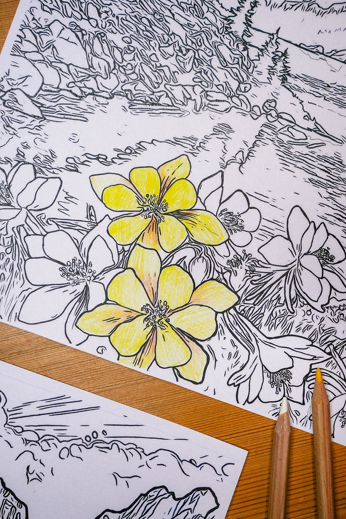 Summer + Spring // 6 Coloring Pages // Digital Download